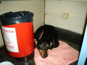 Cachorro raça SRD idade 7 a 11 meses nome Fofinho