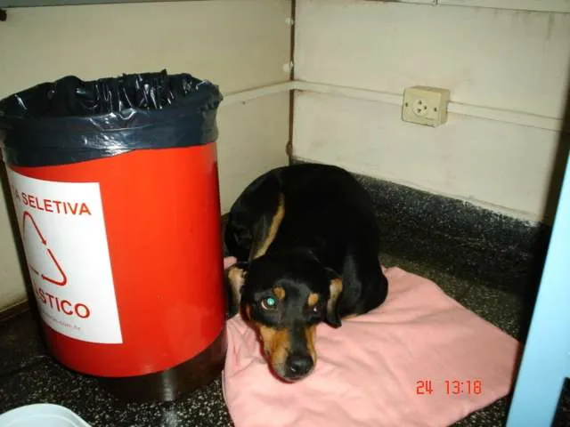 Cachorro ra a SRD idade 7 a 11 meses nome Fofinho