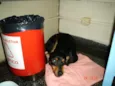 Fofinho
