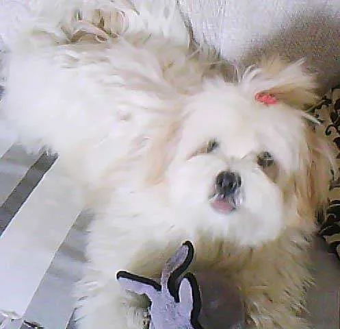 Cachorro ra a Lhasa Apso idade  nome AMY