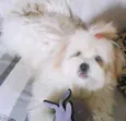AMY