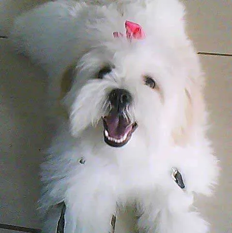Cachorro ra a Lhasa Apso idade  nome AMY
