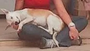 Cachorro ra a SRD idade 2 anos nome SARAH