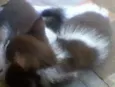 Marrom