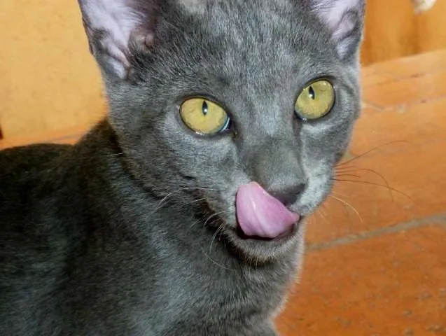 Gato ra a idade 2 a 6 meses nome Blue GRATIFICA