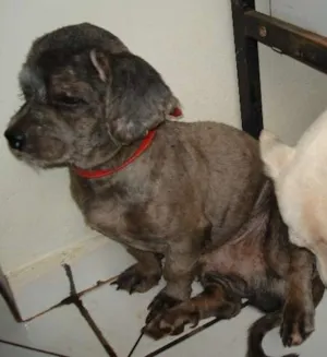 Cachorro raça srd idade 1 ano nome Bob