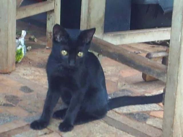 Gato ra a viralata idade 2 a 6 meses nome pretinha