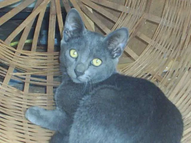 Gato ra a viralata idade 2 a 6 meses nome mimoso