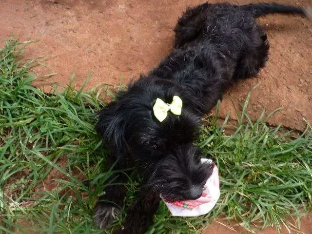 Cachorro ra a Poodle e Srd idade 2 anos nome Josi Neguinha