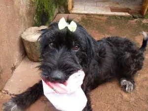 Cachorro raça Poodle e Srd idade 2 anos nome Josi Neguinha