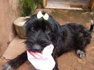 Cachorro ra a Poodle e Srd idade 2 anos nome Josi Neguinha