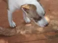 Pit Linda