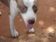 Pit Linda