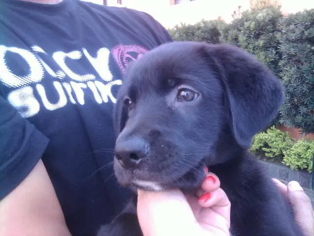 Cachorro ra a Labrador idade 2 a 6 meses nome Desconhecido