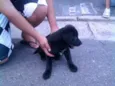 Desconhecido