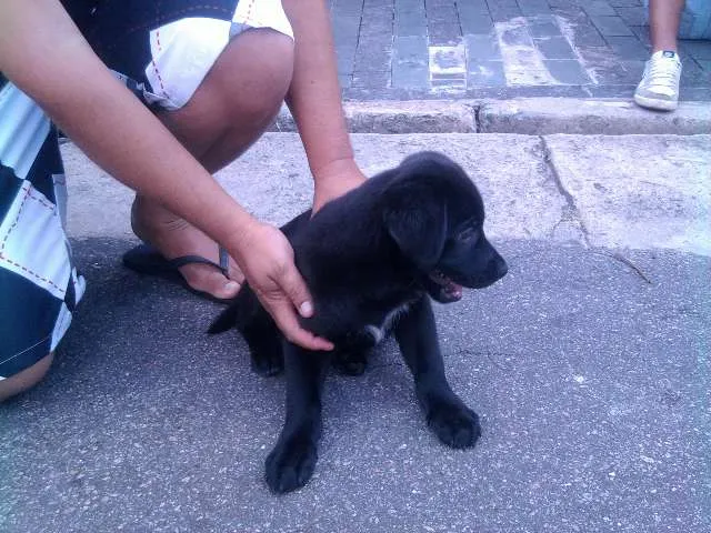 Cachorro ra a Labrador idade 2 a 6 meses nome Desconhecido