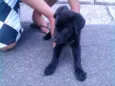 Desconhecido