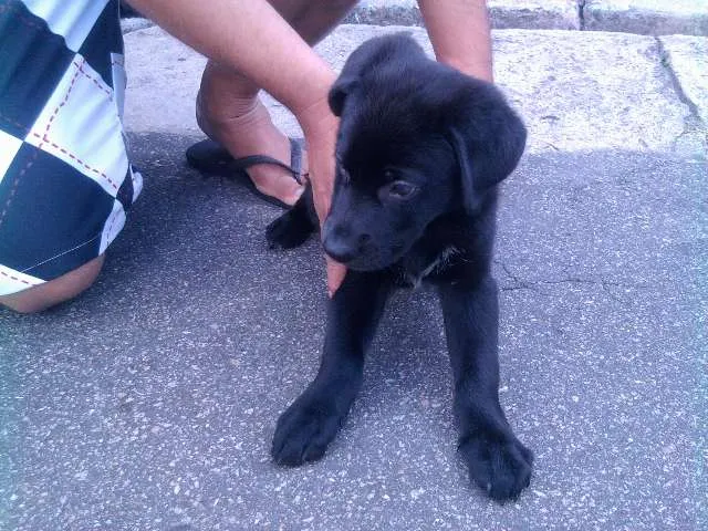 Cachorro ra a Labrador idade 2 a 6 meses nome Desconhecido