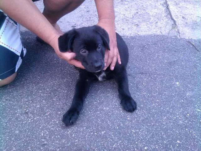 Cachorro ra a Labrador idade 2 a 6 meses nome Desconhecido
