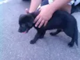 Desconhecido