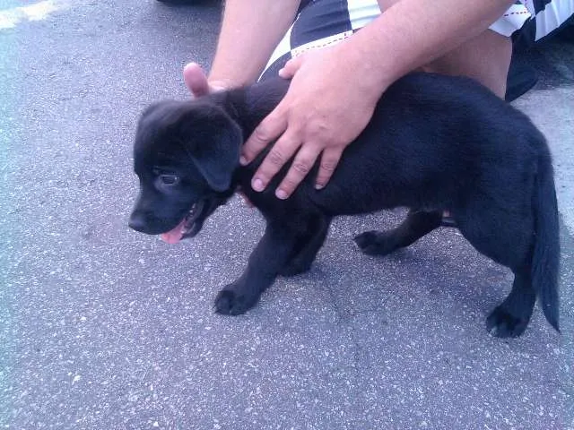 Cachorro ra a Labrador idade 2 a 6 meses nome Desconhecido