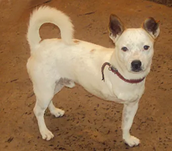 Cachorro ra a fox paulistinha idade 2 anos nome Thor