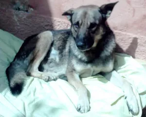 Cachorro raça Pastor Alemão idade 3 anos nome Adestrado