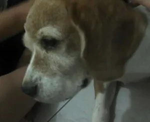 Cachorro raça Beagle idade 6 ou mais anos nome Long Jhon Silver