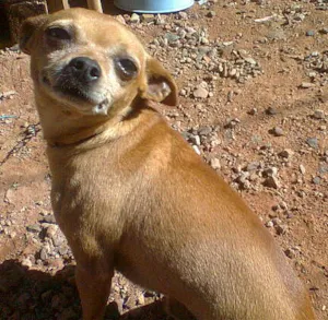 Cachorro raça Pinscher2 idade 4 anos nome Bily