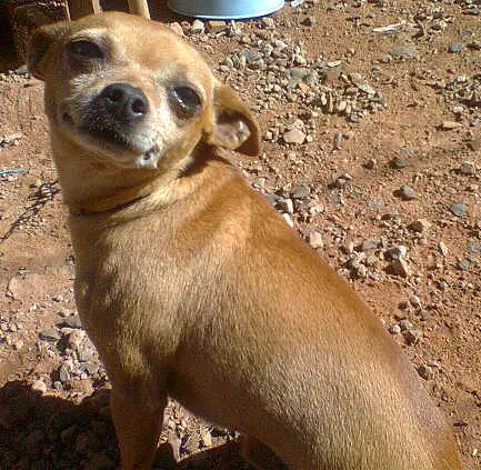 Cachorro ra a Pinscher2 idade 4 anos nome Bily