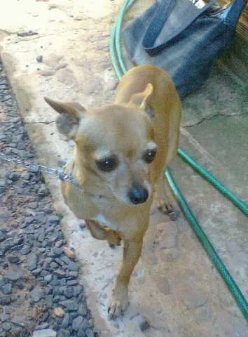 Cachorro ra a Pinscher2 idade 4 anos nome Bily