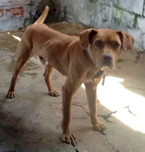 Cachorro raça RotPit idade 2 anos nome Bruce