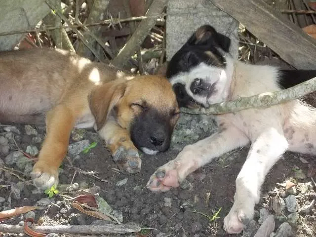 Cachorro ra a SRD idade 2 a 6 meses nome sem nome