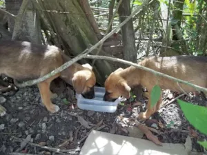 Cachorro raça SRD idade 2 a 6 meses nome sem nome
