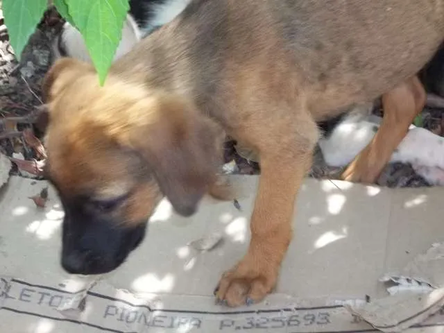 Cachorro ra a SRD idade 2 a 6 meses nome sem nome