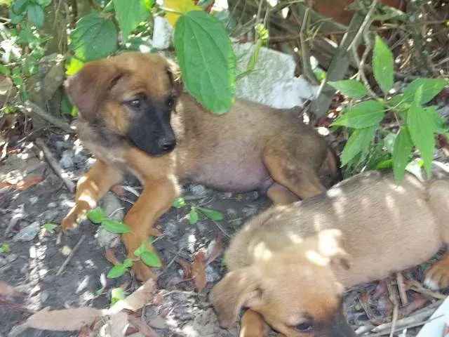 Cachorro ra a SRD idade 2 a 6 meses nome sem nome