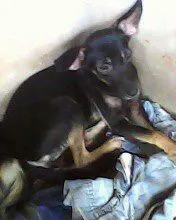 Cachorro ra a SRD idade  nome Mãe e Filha