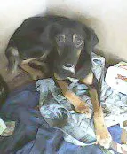 Cachorro ra a SRD idade  nome Mãe e Filha