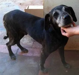 Cachorro raça SRD idade  nome  Bernardo