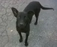 Alemão/menina/pretinho