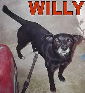 Cachorro raça SRD idade  nome WILLY