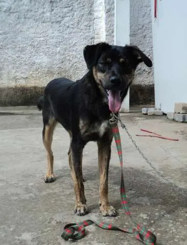 Cachorro ra a SRD idade 1 ano nome Tinoco