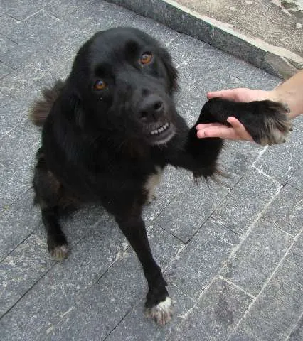 Cachorro ra a srd idade 1 ano nome Menina