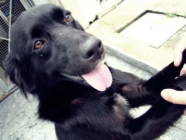 Cachorro ra a srd idade 1 ano nome Menina