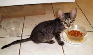 Gato raça SRD idade 2 a 6 meses nome GATINHA