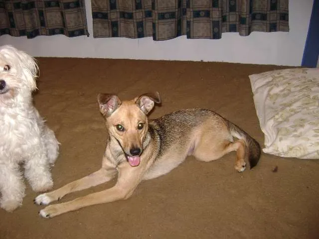 Cachorro ra a SRD idade 7 a 11 meses nome Princesa