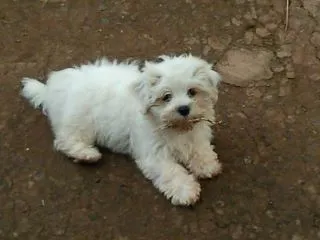 Cachorro ra a lhasa apso idade 7 a 11 meses nome Belinho GRATIFICA