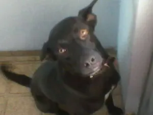 Cachorro raça SRD idade 2 anos nome lobão