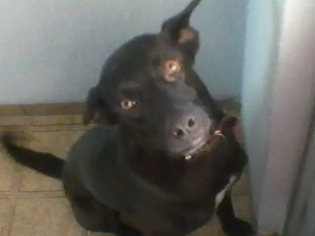 Cachorro ra a SRD idade 2 anos nome lobão