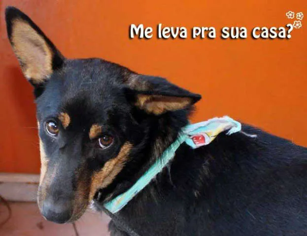 Cachorro ra a SRD idade 1 ano nome FRANCIS